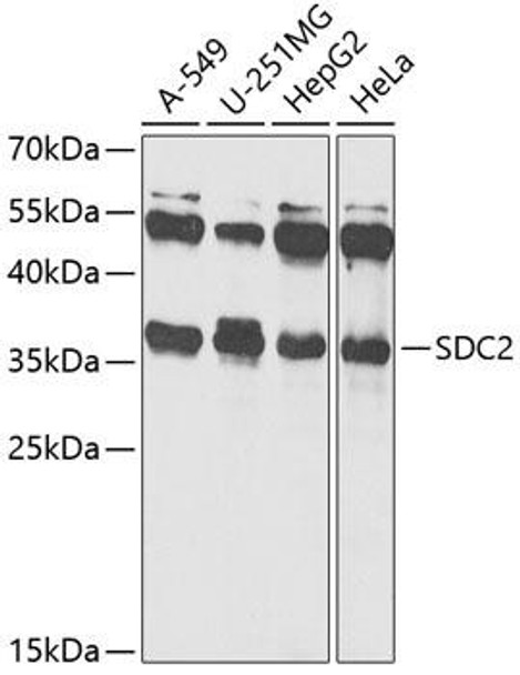 Anti-SDC2 Antibody (CAB12500)