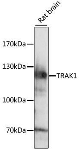Anti-TRAK1 Antibody (CAB15249)