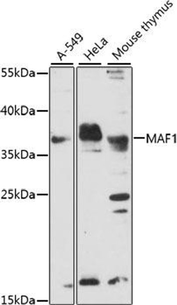 Anti-MAF1 Antibody (CAB15531)