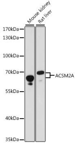 Anti-ACSM2A Antibody (CAB15563)