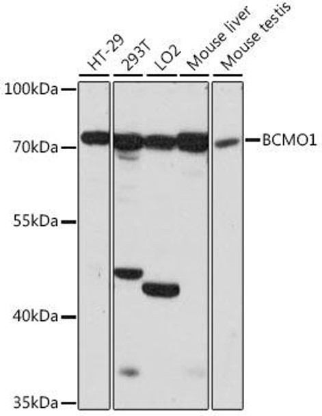 Anti-BCMO1 Antibody (CAB15848)