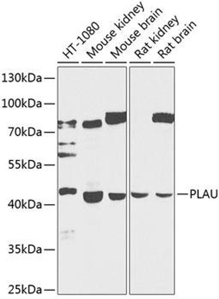 Anti-PLAU Antibody (CAB2181)