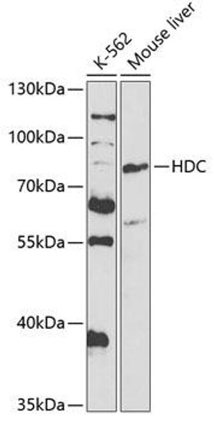 Anti-HDC Antibody (CAB5465)