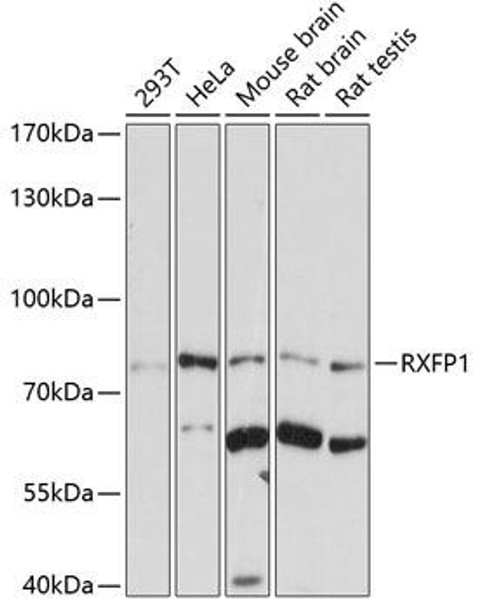 Anti-RXFP1 Antibody (CAB7127)
