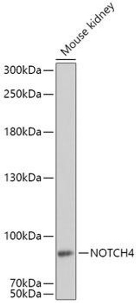 Anti-NOTCH4 Antibody (CAB8303)