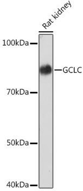 Anti-GCLC Antibody (CAB4499)