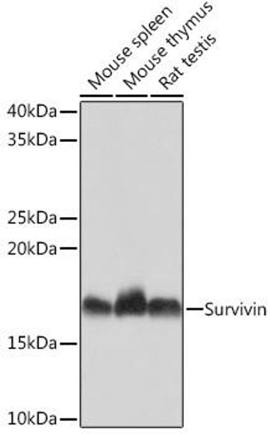 Anti-Survivin Antibody (CAB4838)