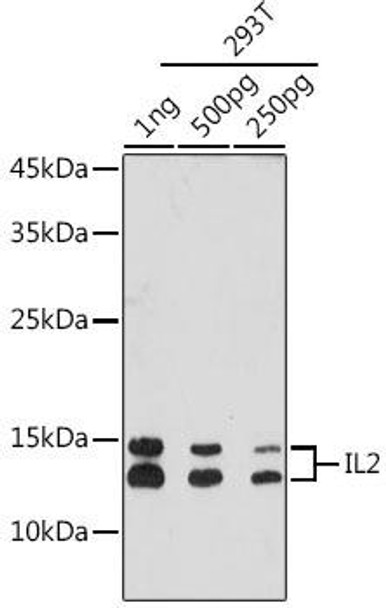 Anti-IL2 Antibody (CAB20224)