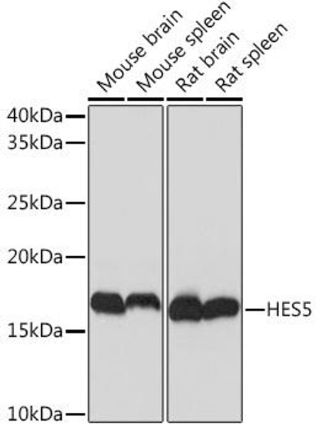 Anti-HES5 Antibody (CAB9768)