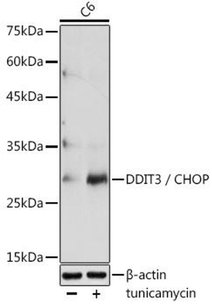 Anti-DDIT3 / CHOP Antibody (CAB11346)