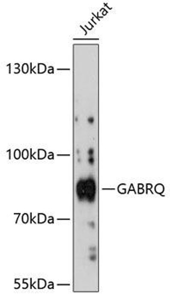 Anti-GABRQ Antibody (CAB13226)