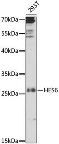 Anti-HES6 Antibody (CAB16547)
