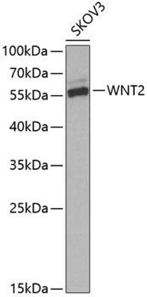Anti-WNT2 Antibody (CAB5864)
