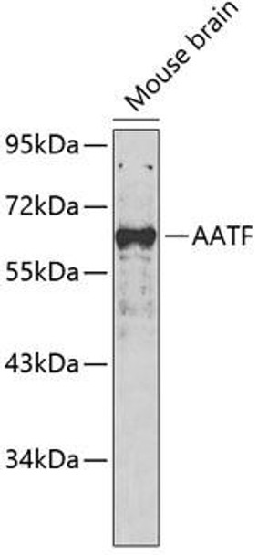 Anti-AATF Antibody (CAB5896)