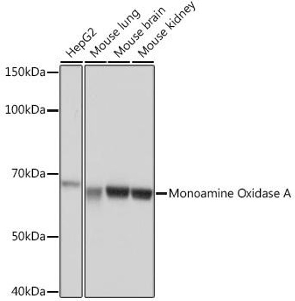 Anti-Monoamine Oxidase A Antibody (CAB4105)