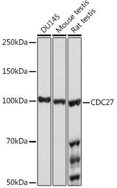 Anti-CDC27 Antibody (CAB3333)