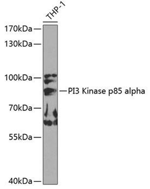 Anti-PI3 Kinase p85 alpha Antibody (CAB0054)