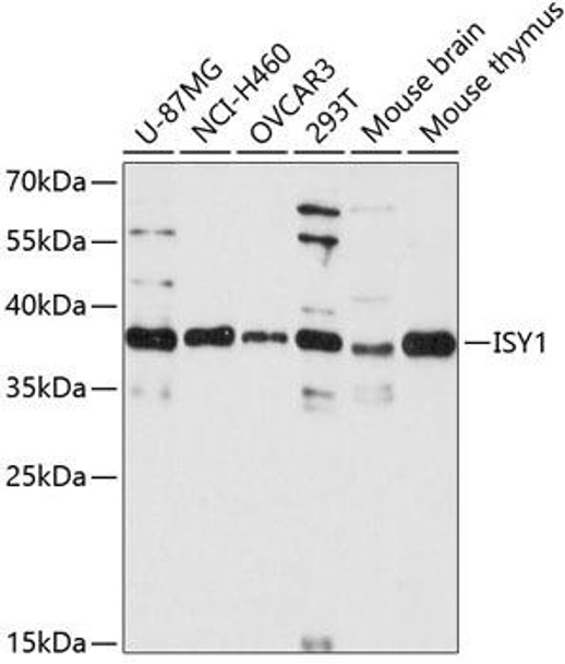 Anti-ISY1 Antibody (CAB13828)