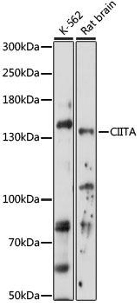 Anti-CIITA Antibody (CAB16401)