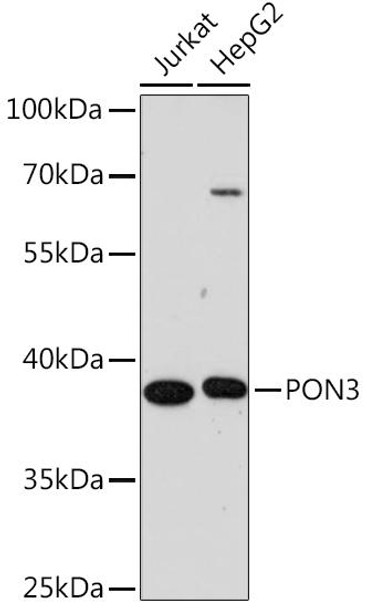 Anti-PON3 Antibody (CAB16418)