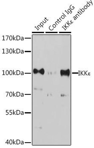 Anti-IKKEpsilon Antibody (CAB16470)