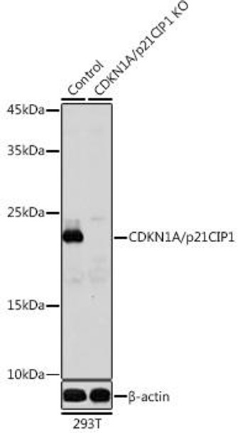 Anti-CDKN1A/p21CIP1 Antibody (CAB2691)[KO Validated]