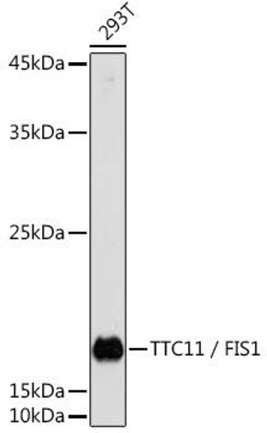 Anti-TTC11 / FIS1 Antibody (CAB5821)[KO Validated]