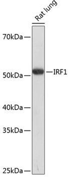 Anti-IRF1 Antibody (CAB7692)