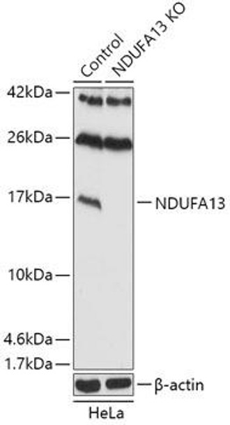 Anti-NDUFA13 Antibody (CAB18071)[KO Validated]