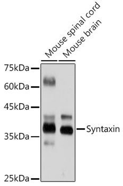 Anti-Syntaxin Antibody (CAB19813)