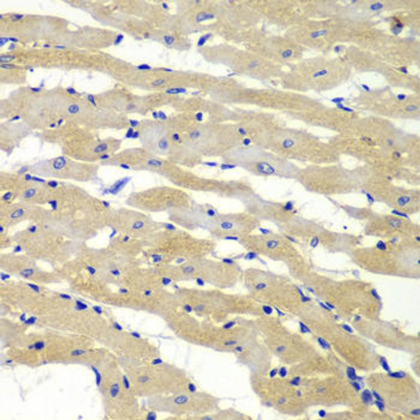 Anti-Bak Antibody (CAB0498)