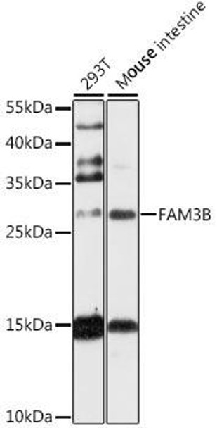 Anti-FAM3B Antibody (CAB13592)