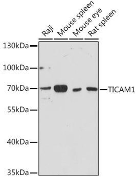 Anti-TICAM1 Antibody (CAB13605)