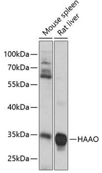 Anti-HAAO Antibody (CAB4559)
