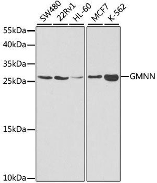 Anti-GMNN Antibody (CAB5316)