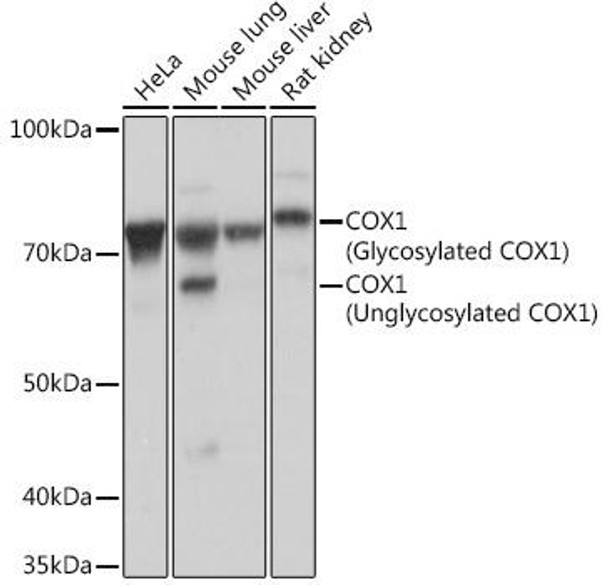 Anti-COX1 Antibody (CAB4301)