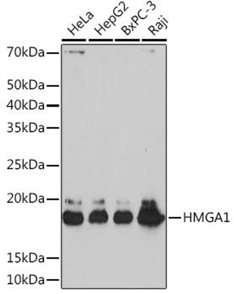 Anti-HMGA1 Antibody (CAB4343)