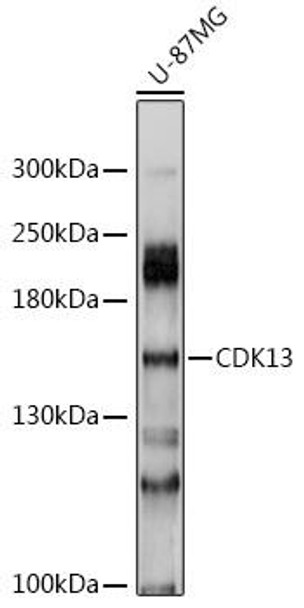 Anti-CDK13 Antibody (CAB10258)