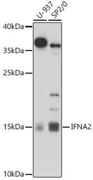 Anti-IFNA2 Antibody (CAB17316)