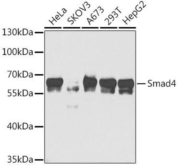 Anti-Smad4 Antibody (CAB5657)