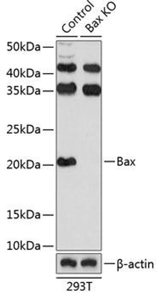 Anti-Bax Antibody [KO Validated] (CAB19684)