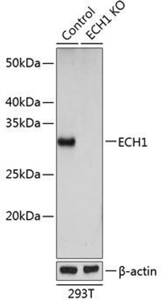 Anti-ECH1 Antibody (CAB19868)[KO Validated]