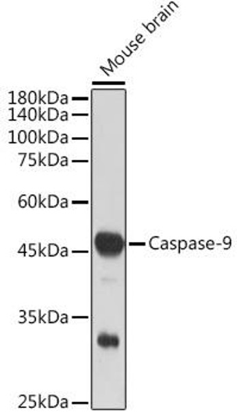 Anti-Caspase-9 Antibody (CAB11910)