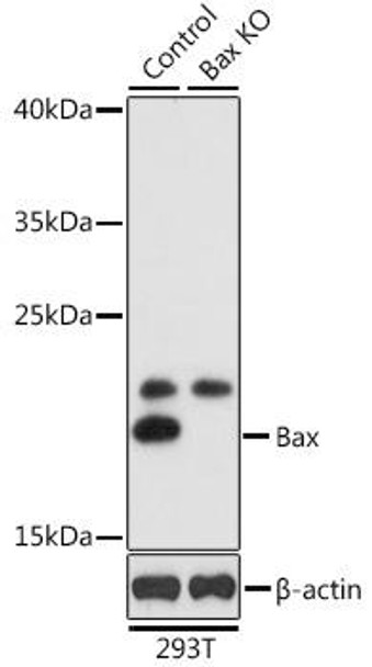 Anti-Bax Antibody (CAB0207)[KO Validated]