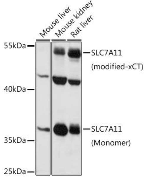 Anti-SLC7A11 Antibody (CAB13685)