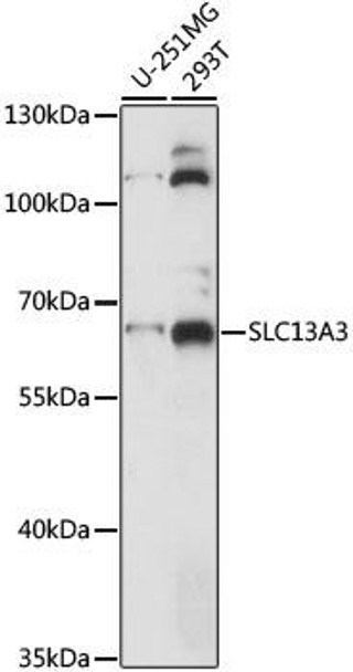 Anti-SLC13A3 Antibody (CAB15183)