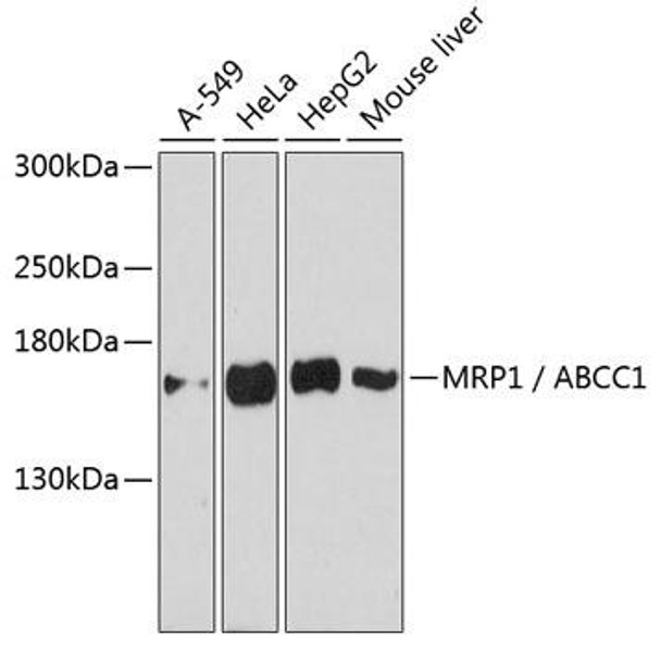 Anti-MRP1 / ABCC1 Antibody (CAB3027)