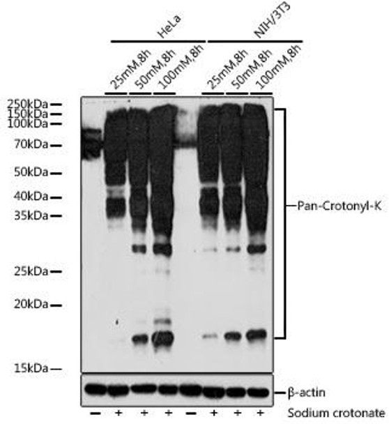 Anti-Pan-Crotonyl-K Antibody (CAB20502)