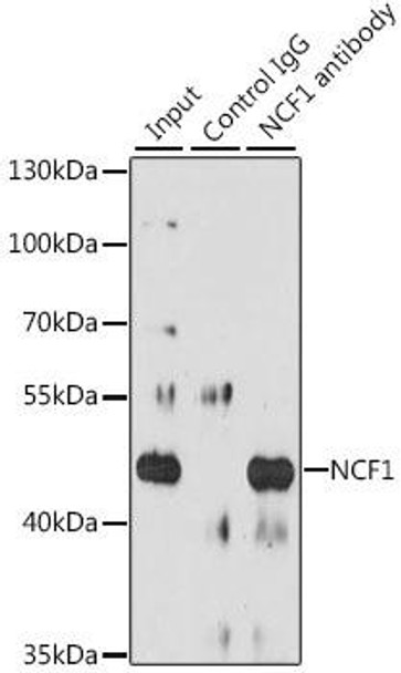 Anti-NCF1 Antibody (CAB1148)