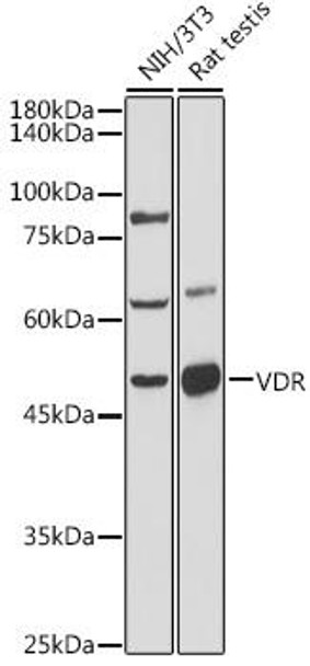 Anti-VDR Antibody (CAB11737)